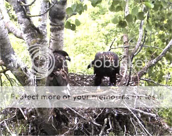 White-tailed Eagle Camera Lovers Eaglets77