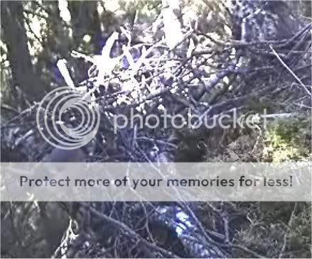 Black Stork Camera Lovers - Page 4 Femalebullfinch1