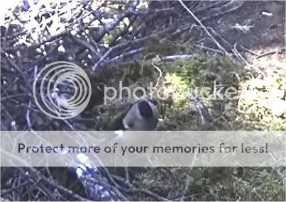 Black Stork Camera Lovers - Page 4 Femalebullfinch2