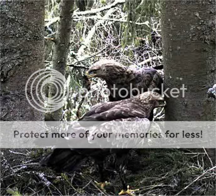 Lesser Spotted Eagle Camera Lovers / NEW: another cam in Latvia !! Froglunch