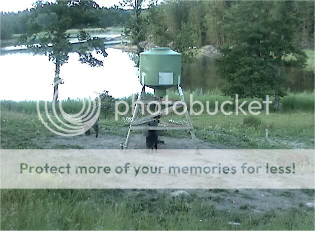 Wild Pig Camera Lovers/ ADDRESS CHANGED TO SWEDISH STREAMING CAM - Page 11 Hereagain1