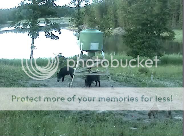 Wild Pig Camera Lovers/ ADDRESS CHANGED TO SWEDISH STREAMING CAM - Page 11 Hereagain2