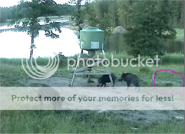 Wild Pig Camera Lovers/ ADDRESS CHANGED TO SWEDISH STREAMING CAM - Page 11 Hereagain5