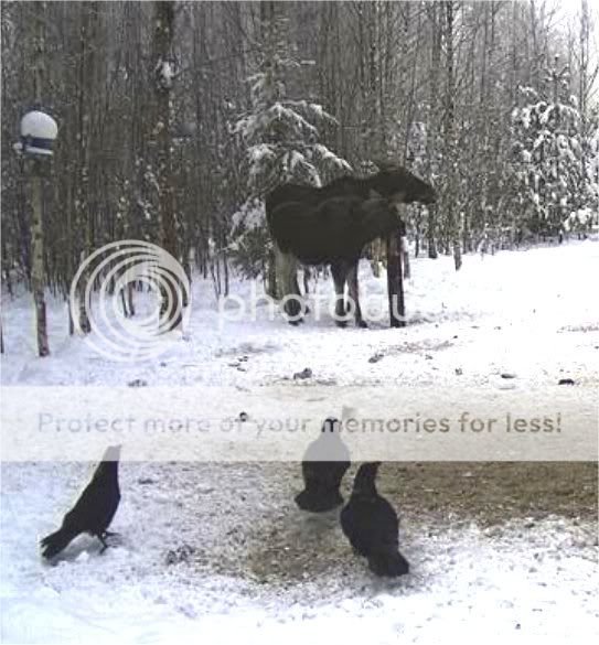 Estonian Wild Pig Cam 2010 - Page 6 Moose3