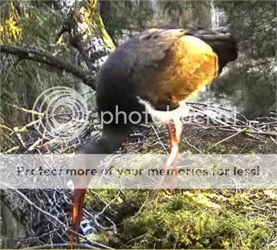 Black Stork Camera Lovers - Page 4 Mrningsun1