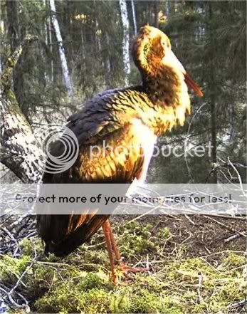 Black Stork Camera Lovers - Page 4 Mrningsun2