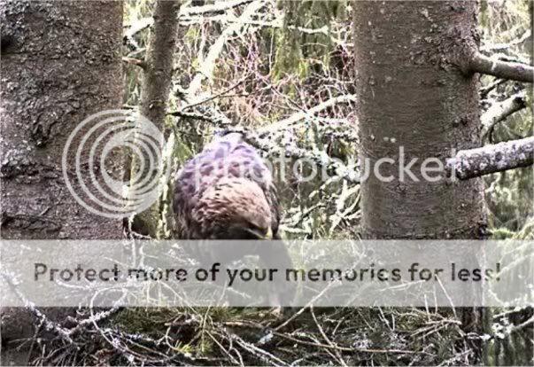 Lesser Spotted Eagle Camera Lovers / NEW: another cam in Latvia !! Nestbuilding