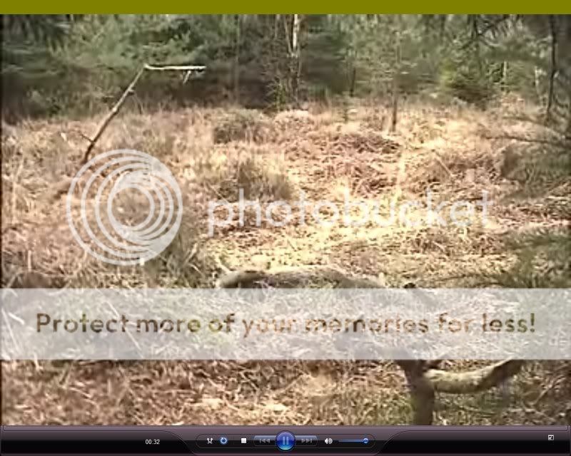 Fallow Deer Cam from New Forest (Lyndhurst, UK) Warning!!! You will see animal corpses here! - Page 6 Newpos