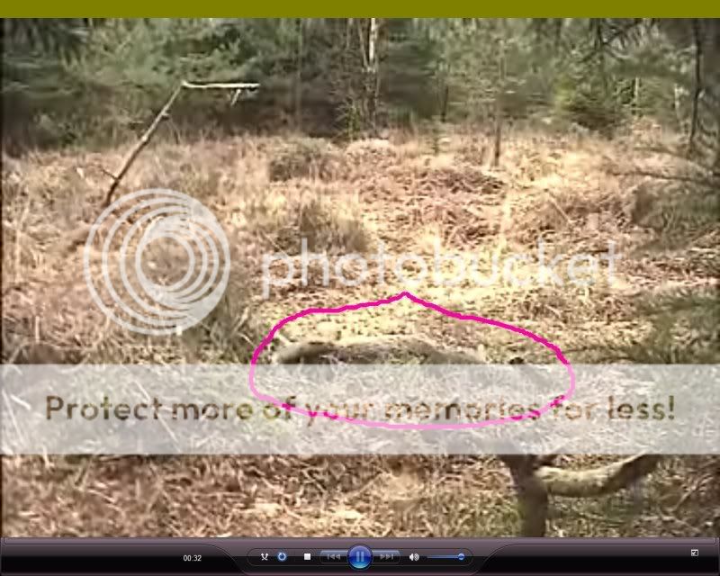 Fallow Deer Cam from New Forest (Lyndhurst, UK) Warning!!! You will see animal corpses here! - Page 6 Newpos2