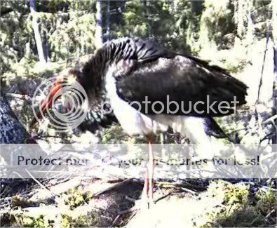 Black Stork Camera Lovers - Page 4 Padis1450