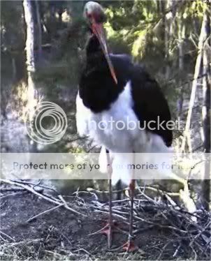 Black Stork Camera Lovers - Page 3 Padishome