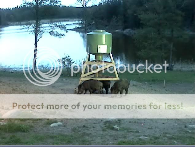 Wild Pig Camera Lovers/ ADDRESS CHANGED TO SWEDISH STREAMING CAM - Page 2 Pigs1