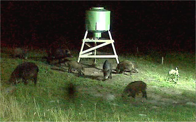 Wild Pig Camera Lovers/ ADDRESS CHANGED TO SWEDISH STREAMING CAM - Page 16 Pigs2-1