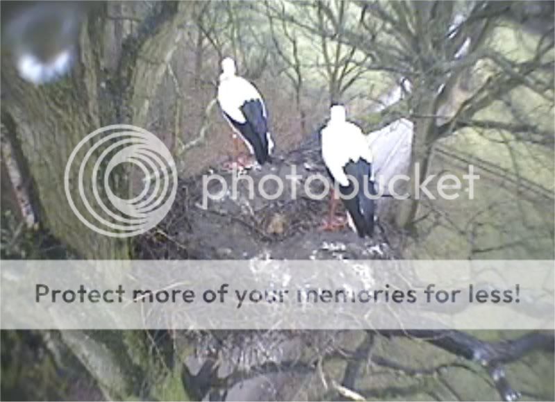 DUTCH BIRD CAMS !!! Rainyweather