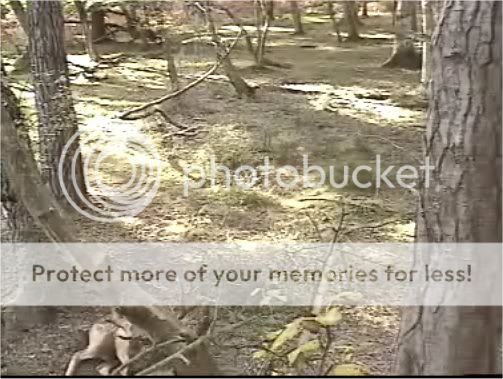 Fallow Deer Cam from New Forest (Lyndhurst, UK) Warning!!! You will see animal corpses here! - Page 3 Rumdeer
