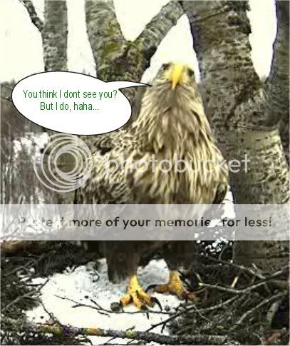 White-tailed Eagle Camera Lovers - Page 2 Seeyou