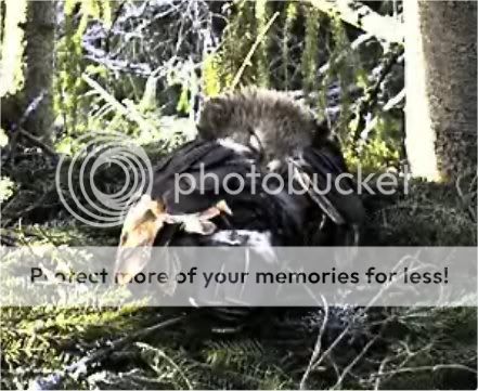 Lesser Spotted Eagle Camera Lovers / NEW: another cam in Latvia !! - Page 2 Sleeping-1