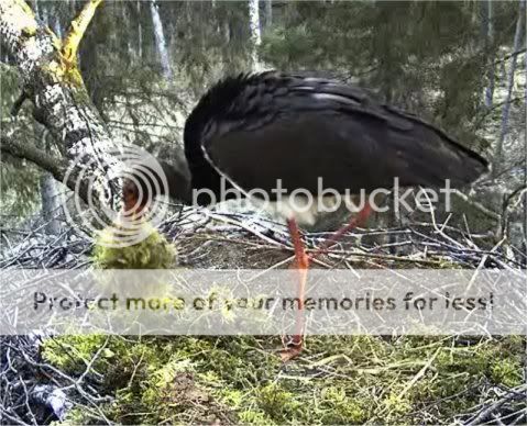 Black Stork Camera Lovers - Page 4 Softmossforthenest