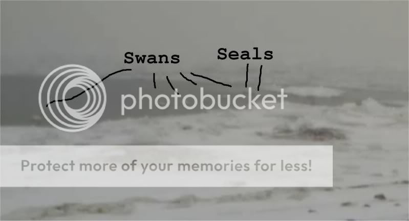 Grey Seal webcam - Page 9 Swansseals