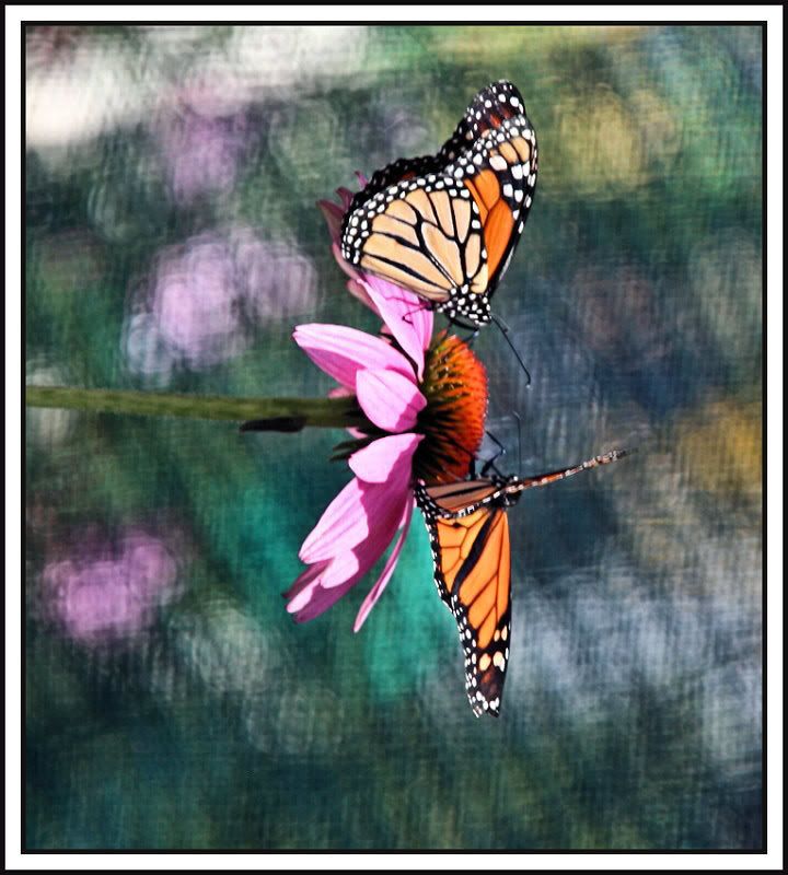 Last 2 Butterflies :) Exif info added IMG_4552a