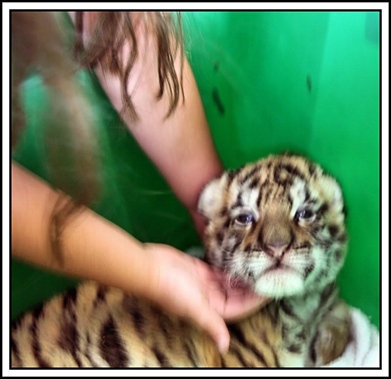 Angel 3 wk old Siberian Tiger............ IMG_5158framed