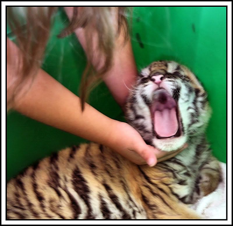 Angel 3 wk old Siberian Tiger............ IMG_5160framed