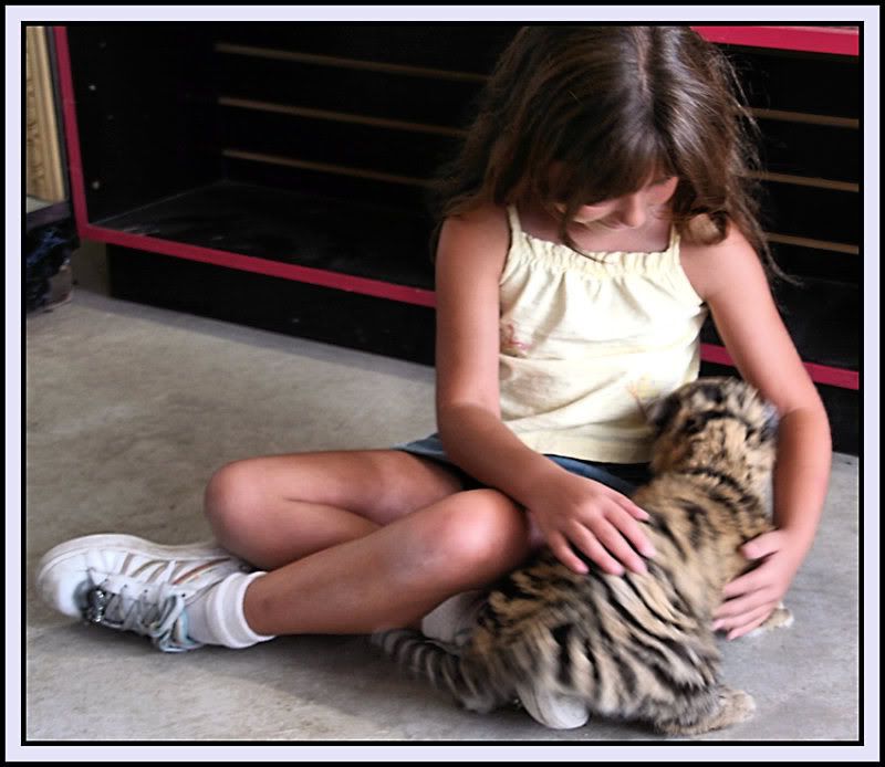 Angel 3 wk old Siberian Tiger............ IMG_5170framed