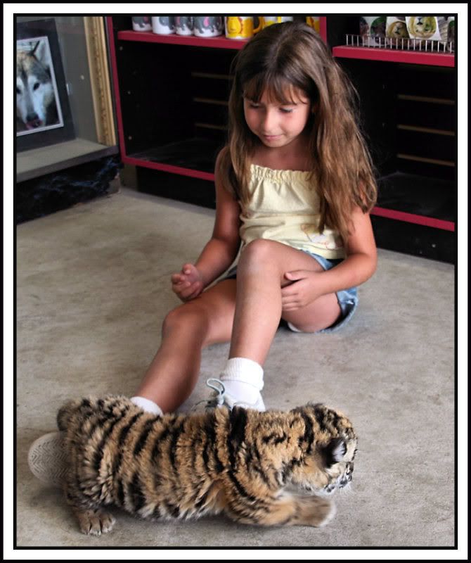 Angel 3 wk old Siberian Tiger............ IMG_5194framed