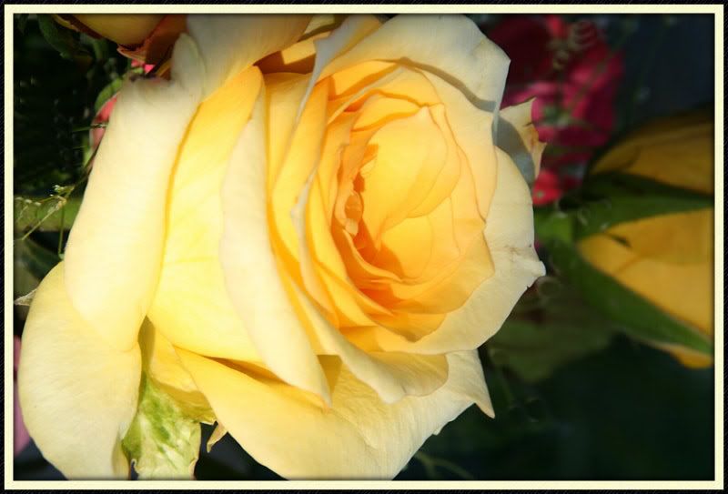 Yellow Rose Bettermaybe