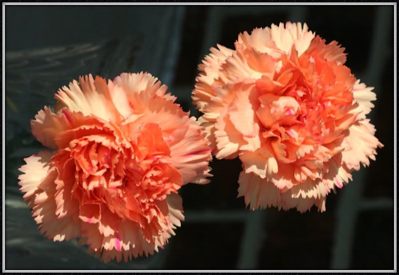Carnations in Peach Framed
