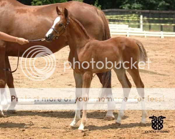 The 3 fillys and a colt Filly_chestnut_oldenburg_horse