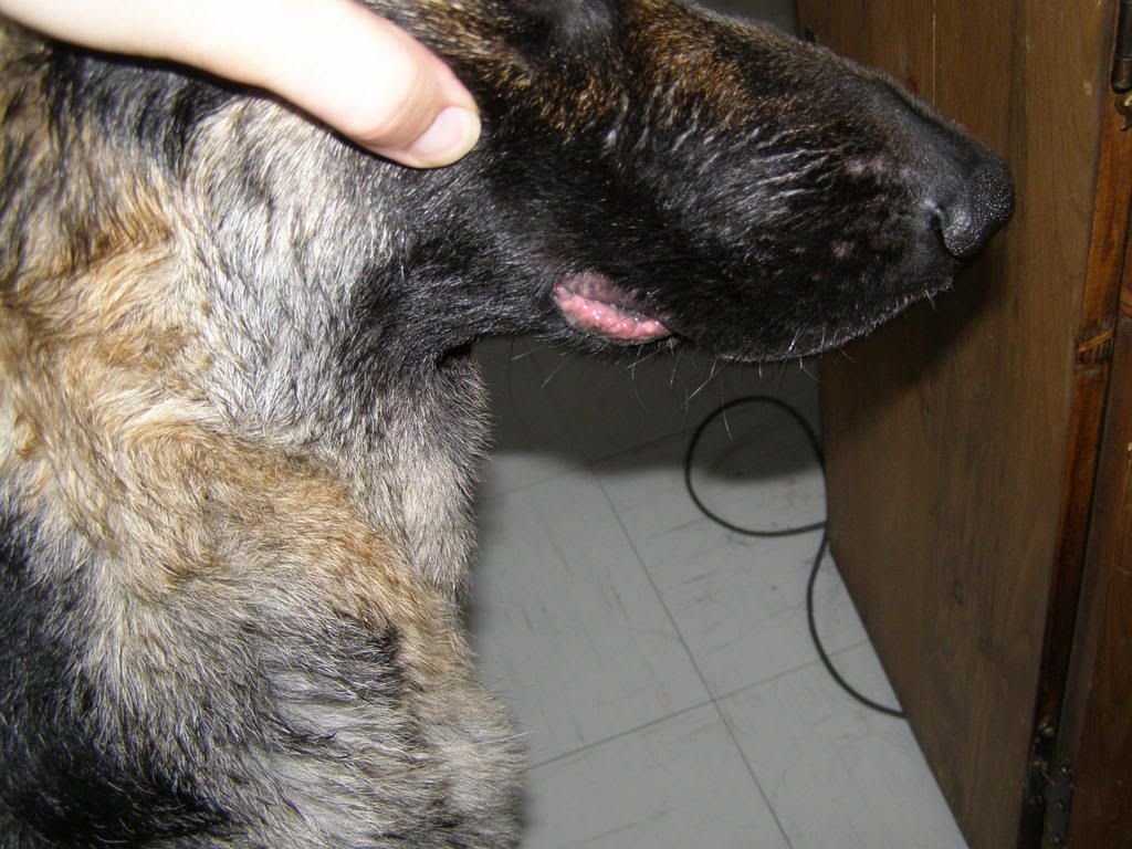 sores-on-my-dogs-lower-lip-ownerlip-co