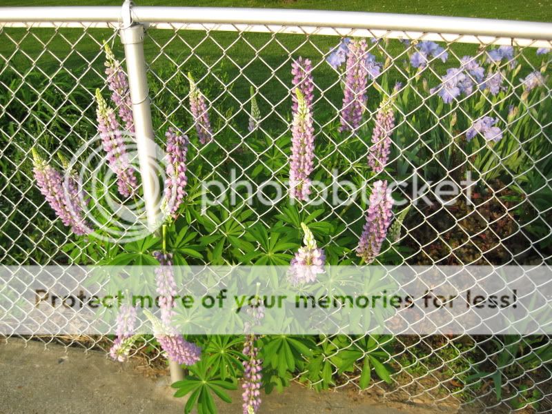 Bloomin' flowers and a weed Lupine