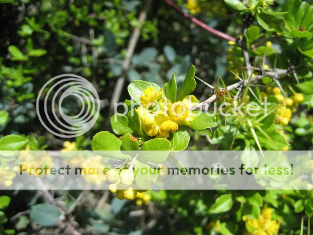 agracejo (Berberis vulgaris) IMG_8378