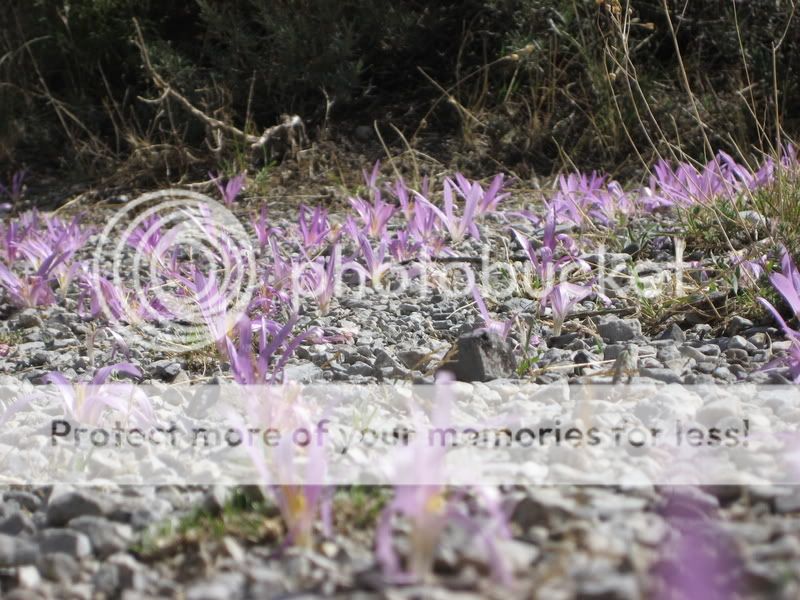 Quita-meriendas (Merendera montana) IMG_1586