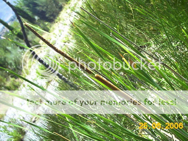 Junco ( Typha latifolia) IMAG0405