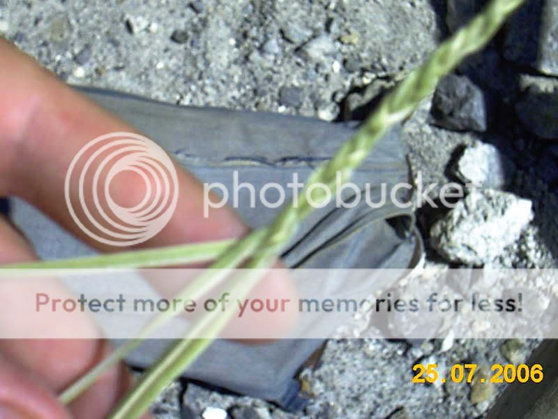Junco ( Typha latifolia) IMAG0540