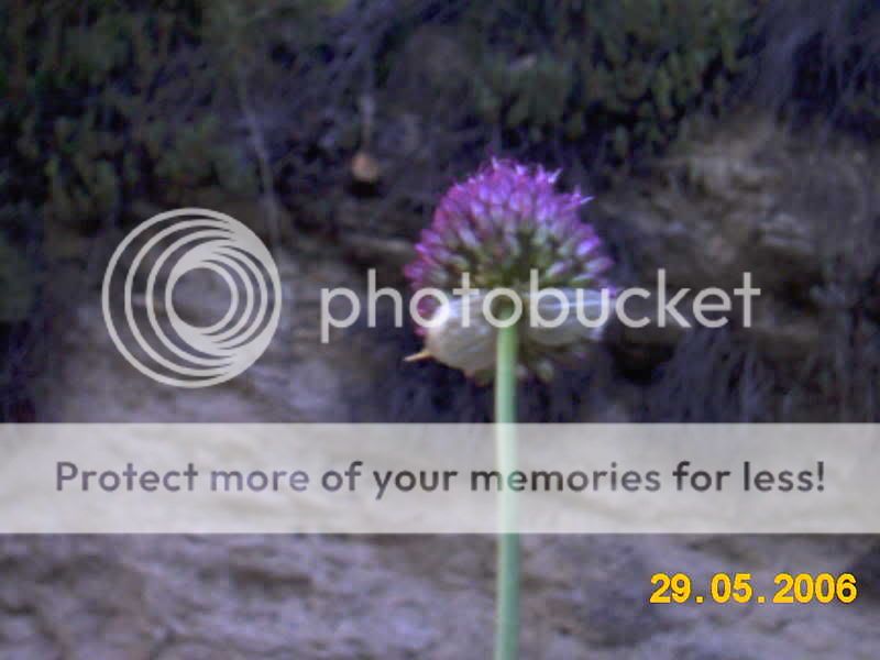 ajoporro, puerro silvestre (Allium ampeloprasum) IMAG0081
