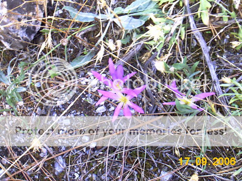 Quita-meriendas (Merendera montana) IMAG0160
