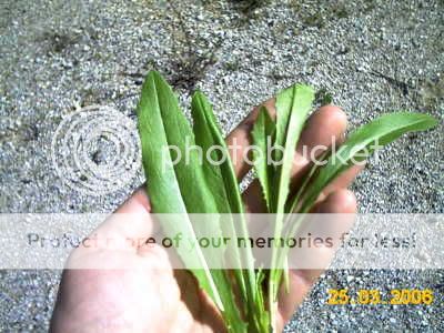 lechuga silvestre (Lactuca spp.) IMAG0520