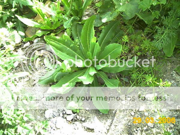 lechuga silvestre (Lactuca spp.) IMAG0615