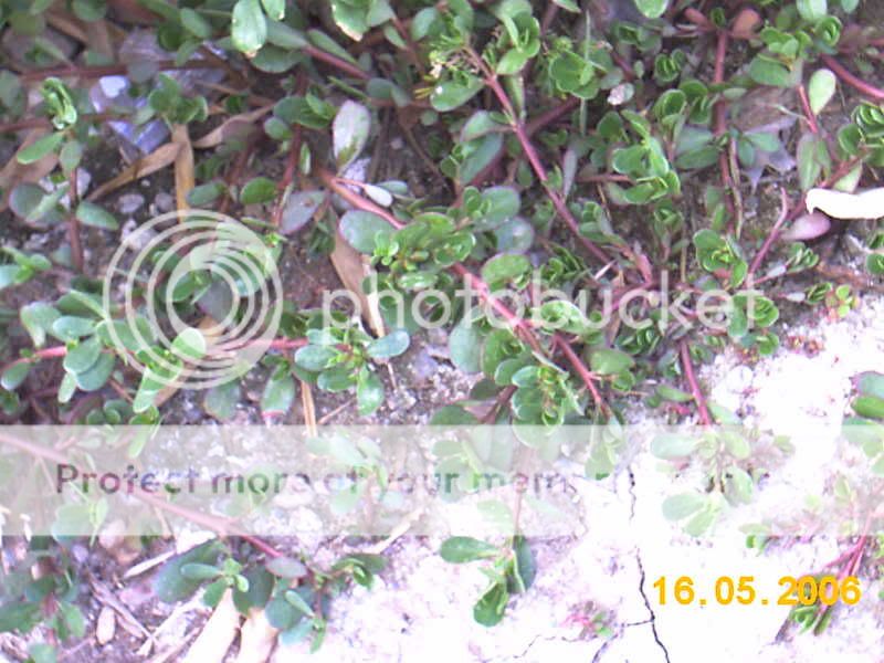 verdolaga (Portulaca oleracea) IMAG0858