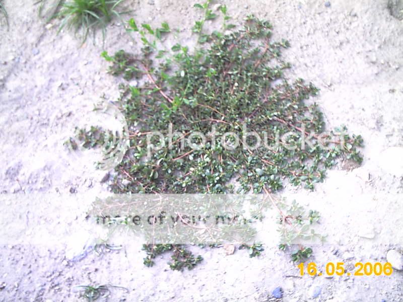 verdolaga (Portulaca oleracea) IMAG0860