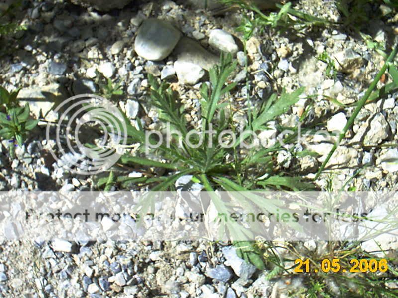 amapolas (Papaver rhoeas) IMAG1008