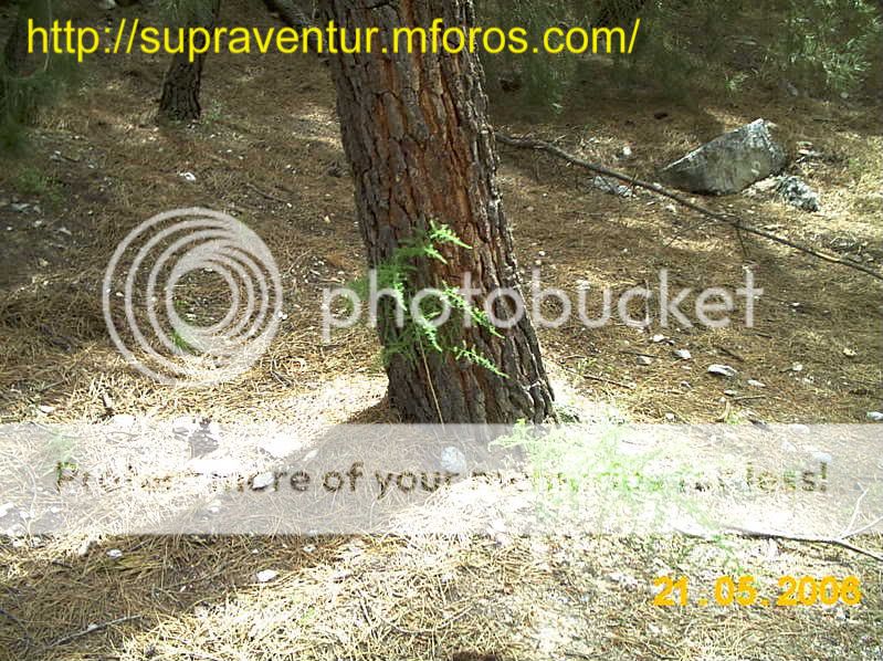 esparraguera  (Asparagus acutifolia) IMAG1038