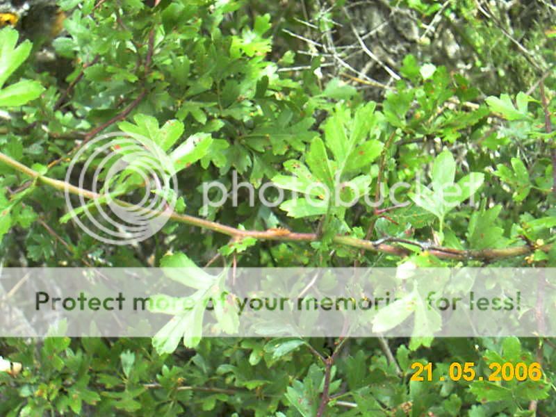 majuelo, espino albar (Crataegus monogyna) IMAG1050