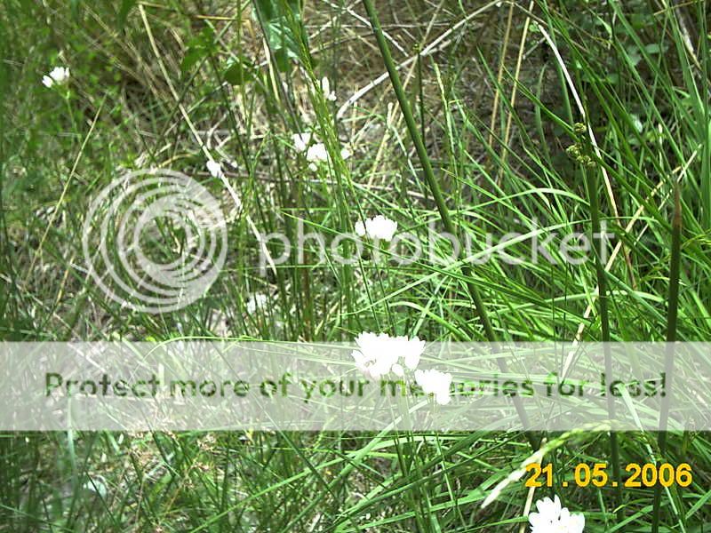 ajos silvestres (Alium spp.) IMAG1060