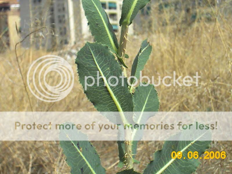 lechuga silvestre (Lactuca spp.) Lacsarr1