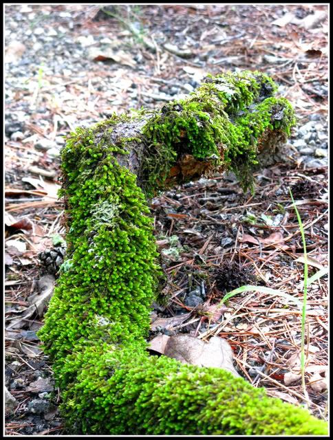 Beautiful Moss