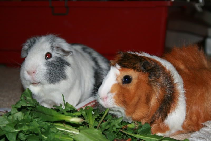 Piggies024.jpg